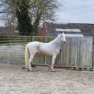 Jument d'&eacute;levage &agrave; vendre. ❗️Top g&eacute;n&eacute;tique ❗️