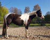 GRANDE JUMENT PP PAINT HORSE