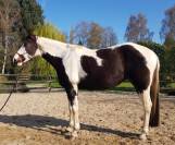 GRANDE JUMENT PP PAINT HORSE