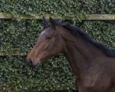 Cheval de sport de 2 ans 