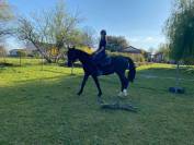 Jument id&eacute;ale famille