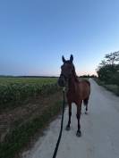 Trotteur fran&ccedil;ais 