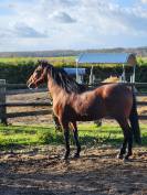 PRE 4 ans cherche sa famille 