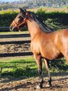 PRE 4 ans cherche sa famille 