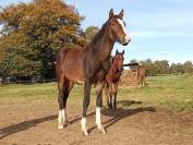 PRINCE DE GUESNELI&Egrave;RE - Poulain &agrave; vendre 