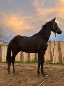 Magnifique hongre 3 ans SF noir