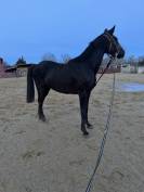Magnifique hongre 3 ans SF noir