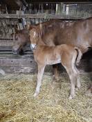 PUR-SANG ARABE PUR-RUSSE poulain 2026