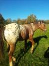 Etalon Paint horse X Appaloosa 