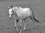 4 ans &agrave; vendre