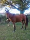 jument Quarter Horse X PSA 4 ans