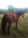jument Quarter Horse X PSA 4 ans