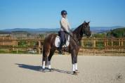 Jument - KWPN  - 6 ans - Dressage - France