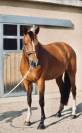 Jument 9 ans