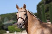 Poney &agrave; vendre 