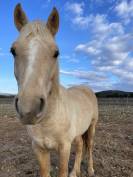 Poney &agrave; vendre 