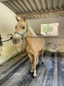 Poney &agrave; vendre 