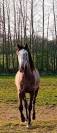 hongre PS 3 ans non debourr&eacute;