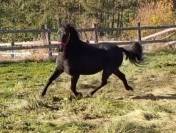 hongre PFS 4 ans non d&eacute;bourr&eacute;