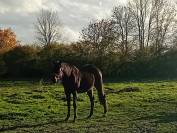 Pouliche PS par Penny's Picnic