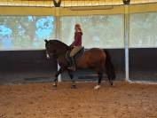 Baracouda - Hongre de 14 ans