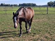 Baracouda - Hongre de 14 ans