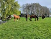 LOCATION STRUCTURE PENSIONS ET PRODUCTION PAILLE FOIN