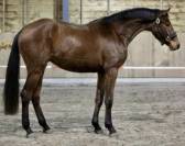 Potro 3 a&ntilde;os castrado