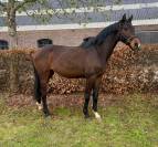 Potro 3 a&ntilde;os entero/stallion 