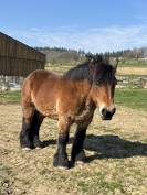 Jument trait Ardennais plein papier  