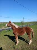 Pouliche trait breton