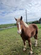 Pouliche trait breton