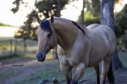 Etalon Quarter Horse Buckskin Dun