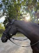 Cheval dressage top origine