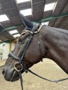 Cheval dressage top origine