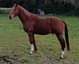 CHEVAL cso 13 avec experience