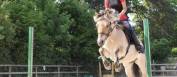 DP ou TP avec une jument Fjord pour loisir proche Lyon