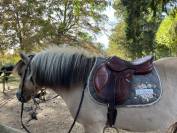 DP ou TP avec une jument Fjord pour loisir proche Lyon