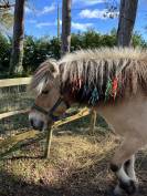DP ou TP avec une jument Fjord pour loisir proche Lyon