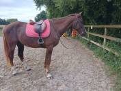 DP ou TP Selle Fran&ccedil;ais 1,68 dans &eacute;curie familiale