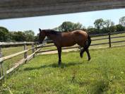 Vente cheval petit prix 