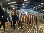 CHELSEA MORNING DU GAZON