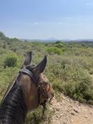 Demi-pension jument chic et attachante (Dr&ocirc;me)