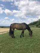 Demi-pension jument chic et attachante (Dr&ocirc;me)