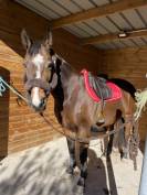 Demi-pension jument chic et attachante (Dr&ocirc;me)