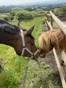 Demi-pension jument chic et attachante (Dr&ocirc;me)