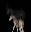 Poney fran&ccedil;ais selle 