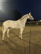 Cheval &agrave; vendre ou &agrave; louer 