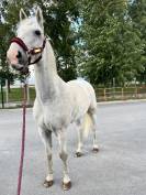 Cheval &agrave; vendre ou &agrave; louer 