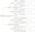 Cavalla Sella Francese In vendita 2016 Sauro